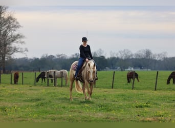 Quarter horse américain, Jument, 6 Ans, 152 cm, Palomino