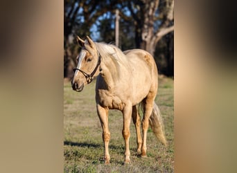 Quarter horse américain, Jument, 6 Ans, 152 cm, Palomino
