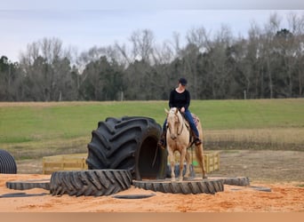 Quarter horse américain, Jument, 6 Ans, 152 cm, Palomino