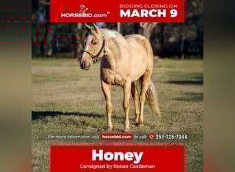 Quarter horse américain, Jument, 6 Ans, 152 cm, Palomino