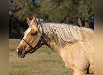 Quarter horse américain, Jument, 6 Ans, 152 cm, Palomino
