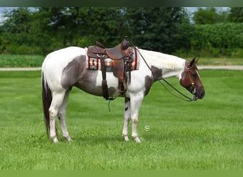 Quarter horse américain, Jument, 6 Ans, 152 cm, Tobiano-toutes couleurs
