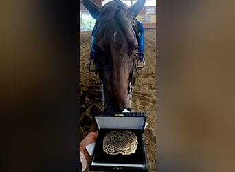 Quarter horse américain, Jument, 6 Ans, 153 cm, Bai brun