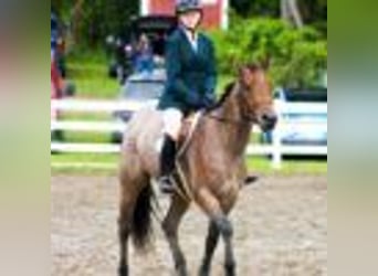 Quarter horse américain, Jument, 6 Ans, 155 cm, Roan-Bay
