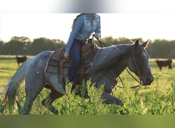 Quarter horse américain, Jument, 6 Ans, 155 cm, Rouan Bleu