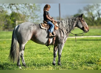 Quarter horse américain, Jument, 6 Ans, 155 cm, Rouan Bleu