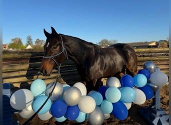 Quarter horse américain, Jument, 6 Ans, 156 cm, Bai brun
