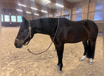Quarter horse américain, Jument, 6 Ans, 156 cm, Bai