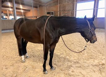 Quarter horse américain, Jument, 6 Ans, 156 cm, Bai