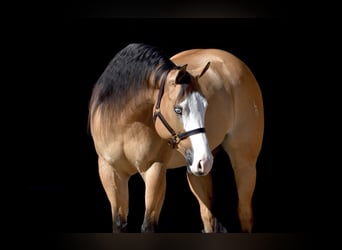 Quarter horse américain, Jument, 6 Ans, 157 cm, Buckskin