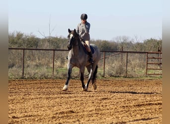 Quarter horse américain, Jument, 6 Ans, 157 cm, Rouan Bleu