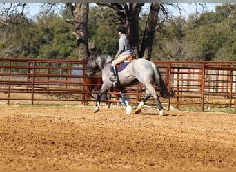 Quarter horse américain, Jument, 6 Ans, 157 cm, Rouan Bleu