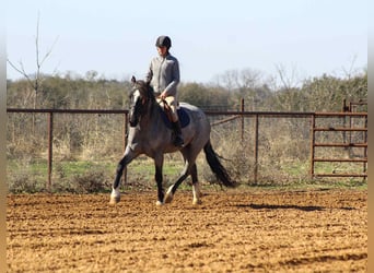 Quarter horse américain, Jument, 6 Ans, 157 cm, Rouan Bleu