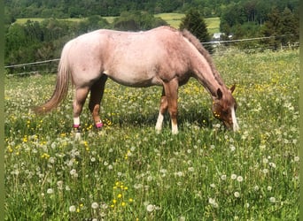 Quarter horse américain, Jument, 6 Ans, 163 cm, Rouan Rouge