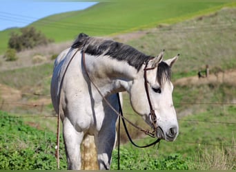 Quarter horse américain, Jument, 6 Ans, 168 cm, Gris