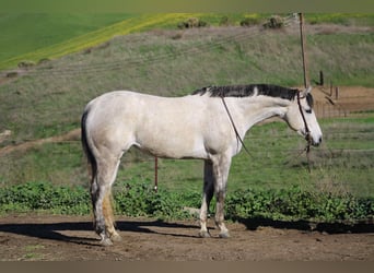 Quarter horse américain, Jument, 6 Ans, 168 cm, Gris