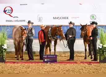 Quarter horse américain, Jument, 6 Ans, Alezan