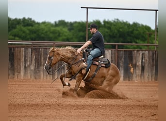 Quarter horse américain, Jument, 6 Ans, Alezan cuivré