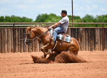 Quarter horse américain, Jument, 6 Ans, Alezan cuivré