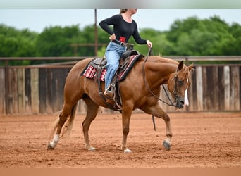 Quarter horse américain, Jument, 6 Ans, Alezan cuivré