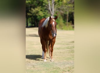 Quarter horse américain, Jument, 6 Ans, Alezan cuivré