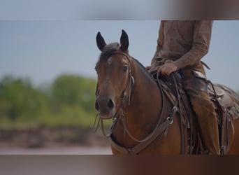Quarter horse américain, Jument, 6 Ans, Bai cerise
