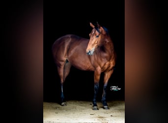 Quarter horse américain, Jument, 6 Ans, Bai cerise
