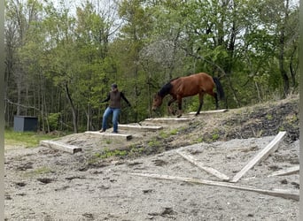 Quarter horse américain, Jument, 6 Ans, Bai cerise