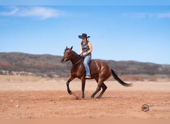 Quarter horse américain, Jument, 6 Ans, Bai cerise