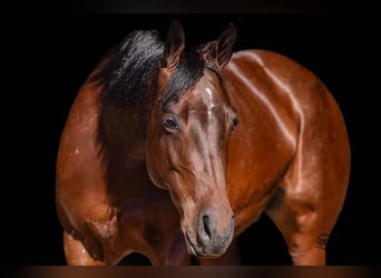 Quarter horse américain, Jument, 6 Ans, Bai cerise