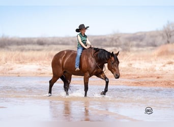 Quarter horse américain, Jument, 6 Ans, Bai cerise