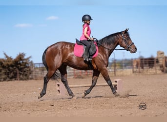 Quarter horse américain, Jument, 6 Ans, Bai cerise