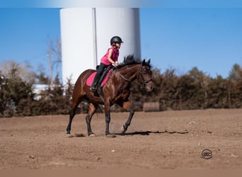 Quarter horse américain, Jument, 6 Ans, Bai cerise