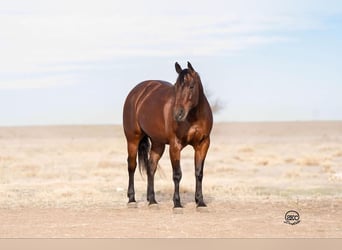 Quarter horse américain, Jument, 6 Ans, Bai cerise