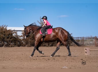 Quarter horse américain, Jument, 6 Ans, Bai cerise