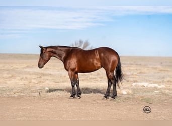 Quarter horse américain, Jument, 6 Ans, Bai cerise