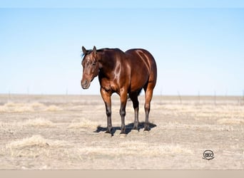 Quarter horse américain, Jument, 6 Ans, Bai cerise