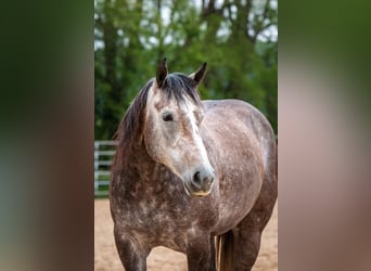 Quarter horse américain, Jument, 6 Ans, Gris pommelé