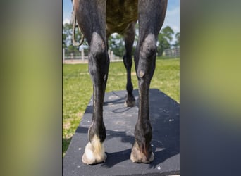 Quarter horse américain, Jument, 6 Ans, Gris pommelé