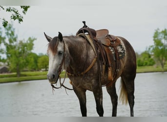 Quarter horse américain, Jument, 6 Ans, Gris