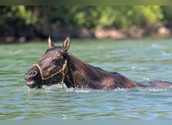 Quarter horse américain, Jument, 6 Ans, Grullo