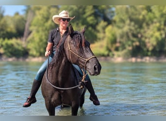 Quarter horse américain, Jument, 6 Ans, Grullo