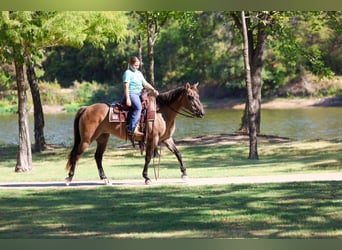 Quarter horse américain, Jument, 6 Ans, Grullo