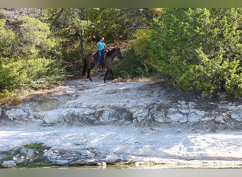 Quarter horse américain, Jument, 6 Ans, Grullo