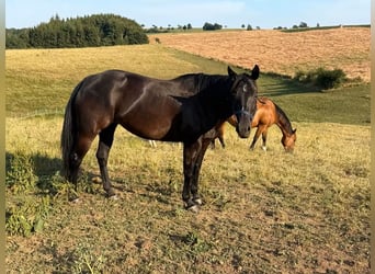 Quarter horse américain, Jument, 6 Ans, Noir