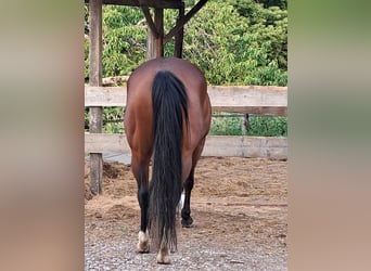 Quarter horse américain, Jument, 6 Ans