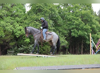 Quarter horse américain, Jument, 6 Ans, Roan-Bay
