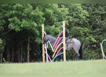 Quarter horse américain, Jument, 6 Ans, Roan-Bay