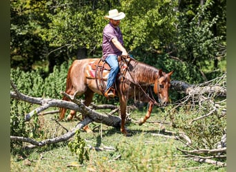 Quarter horse américain, Jument, 6 Ans, Rouan Rouge