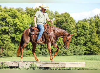Quarter horse américain, Jument, 6 Ans, Rouan Rouge